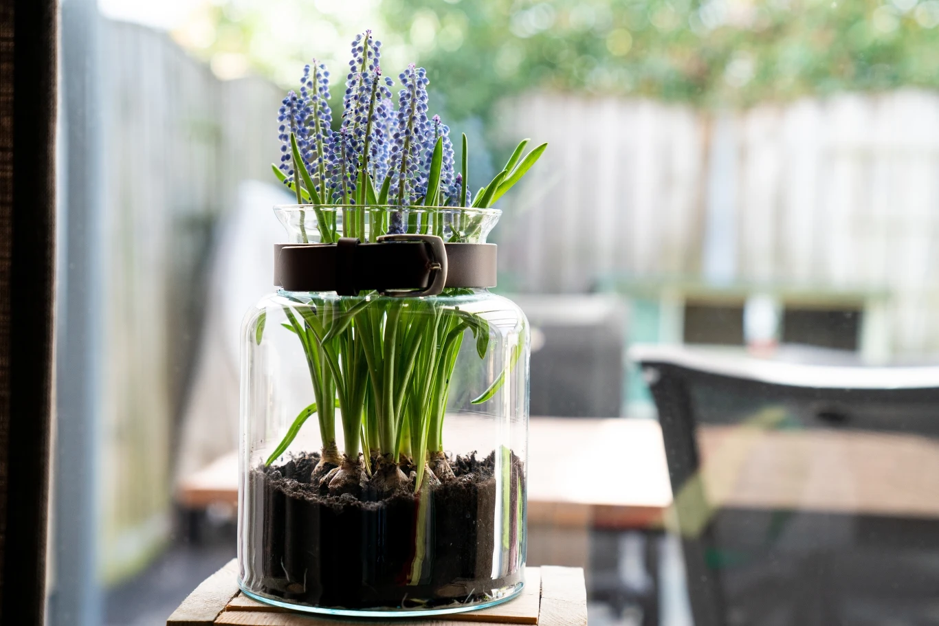 Hiacynt w szkle to prosta, ale efektowna ozdoba. 