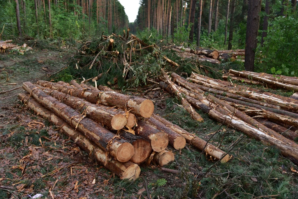 Nowa metoda ujawnia miejsce ścięcia drzewa. Ma pomóc w walce z nielegalną wycinką lasów (zdjęcie poglądowe)