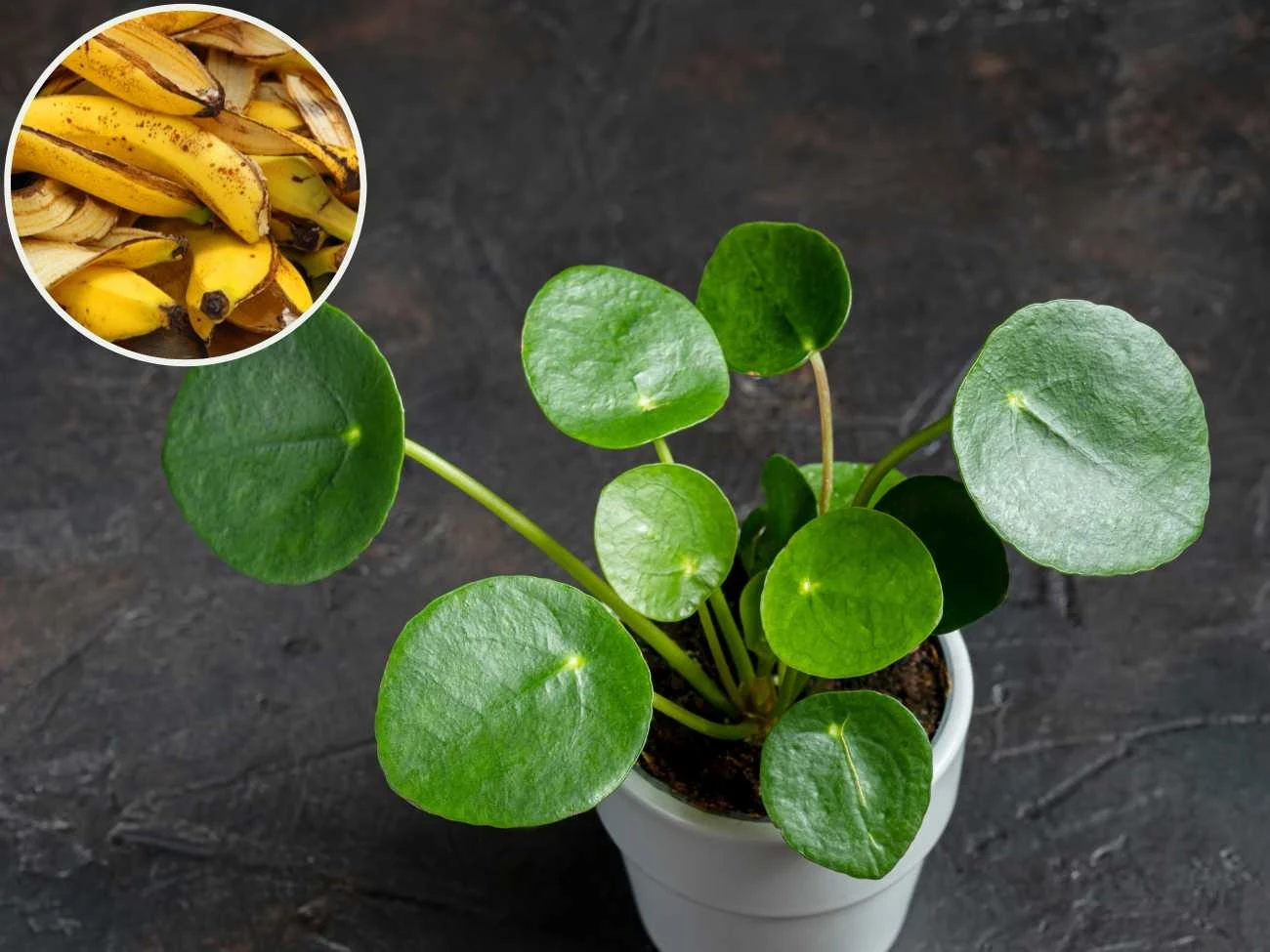 Czym odżywić pieniążka, aby przestał gubić liście? Czym odżywić pieniążka, aby przestał gubić liście?