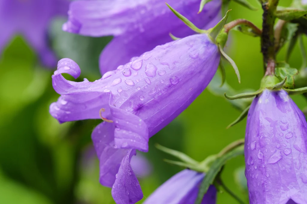 Campanula. Kwiat z dzwonkami do ogrodu to prawdziwy hit.