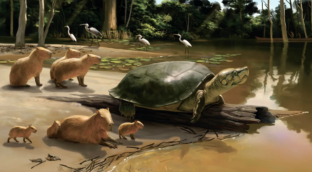 Rekonstrukcja ogromnego żółwia Peltocephalus maturin (autor: Júlia d‘Oliveira)