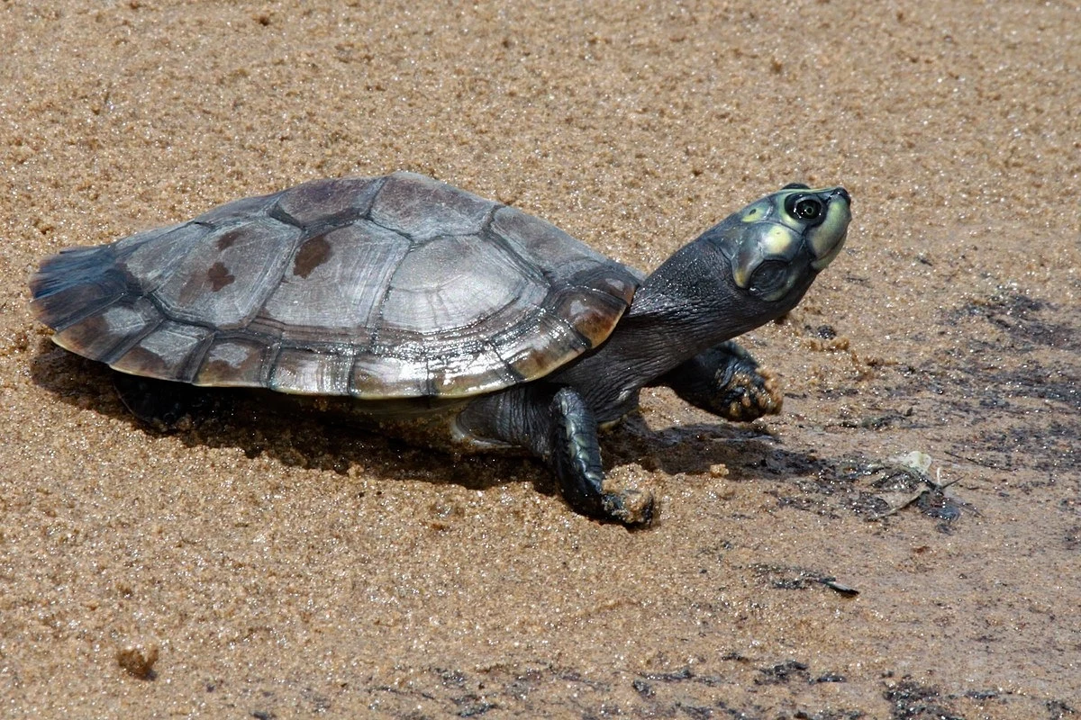 Arrau to duży żółw słodkowodny z dorzecza Amazonii Arrau to duży żółw słodkowodny z dorzecza Amazonii