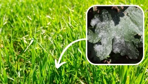 Widzisz biały nalot na trawie? Zacznij szybko działać, inaczej zniszczy cały trawnik