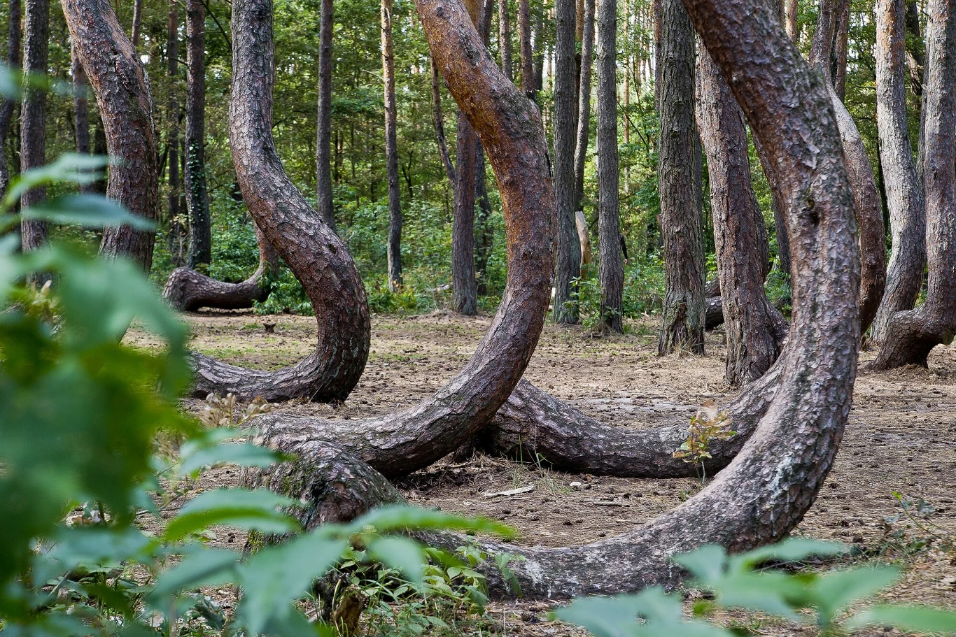 Krzywy las jest obiektem zainteresowania turystów z całego świata. Wygięte sosny budzą ciekawość, bo nie wiadomo, dlaczego są takie krzywe Krzywy las jest obiektem zainteresowania turystów z całego świata. Wygięte sosny budzą ciekawość, bo nie wiadomo, dlaczego są takie krzywe