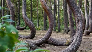 Fenomen Krzywego Lasu. Leśnicy chcą wygiąć kolejne pokolenie drzew
