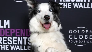 Pies Messi, gwiazda filmu "Anatomia upadku"