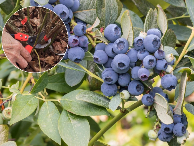 Teraz jest idealny termin na odmładzające cięcie borówki amerykańskiej. Nie przegap go, jeśli latem chcesz mieć obfite zbiory owoców Teraz jest idealny termin na odmładzające cięcie borówki amerykańskiej. Nie przegap go, jeśli latem chcesz mieć obfite zbiory owoców