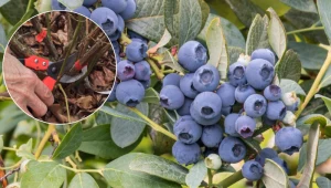 Borówki z roku na rok mają coraz mniej owoców? Tak skutecznie odmłodzisz krzewy i zwiększysz plony