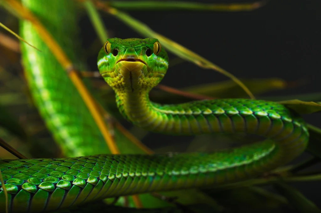 Trwożnica pospolita jest wężem spotykanym w południowej Azji