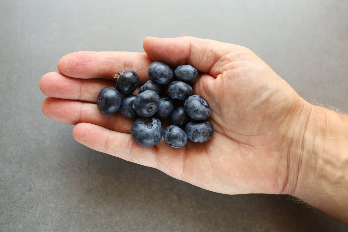 Dzięki uprawie balkonowej borówkę będziemy mieć na wyciągnięcie ręki
