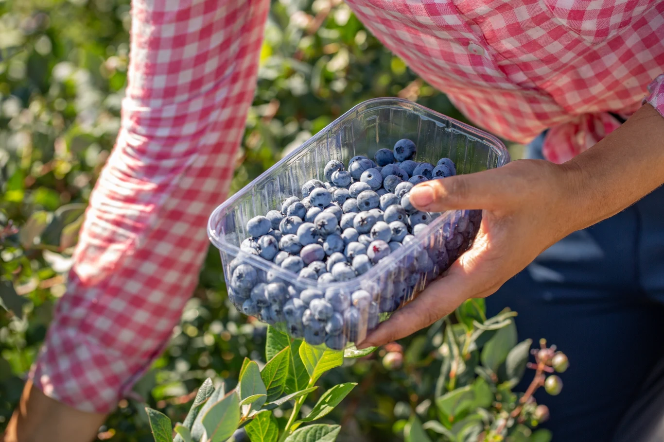 Udane zbiory borówki amerykańskiej? Te rośliny warto obok nich posadzić 