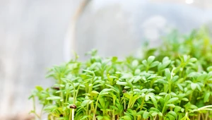 Nie tylko rzeżucha. Te kiełki też warto wysiać przed Wielkanocą