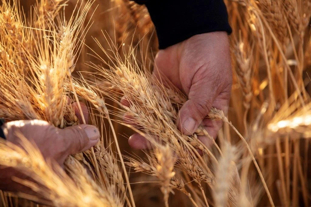 Materiały prasowe Vittera Polska