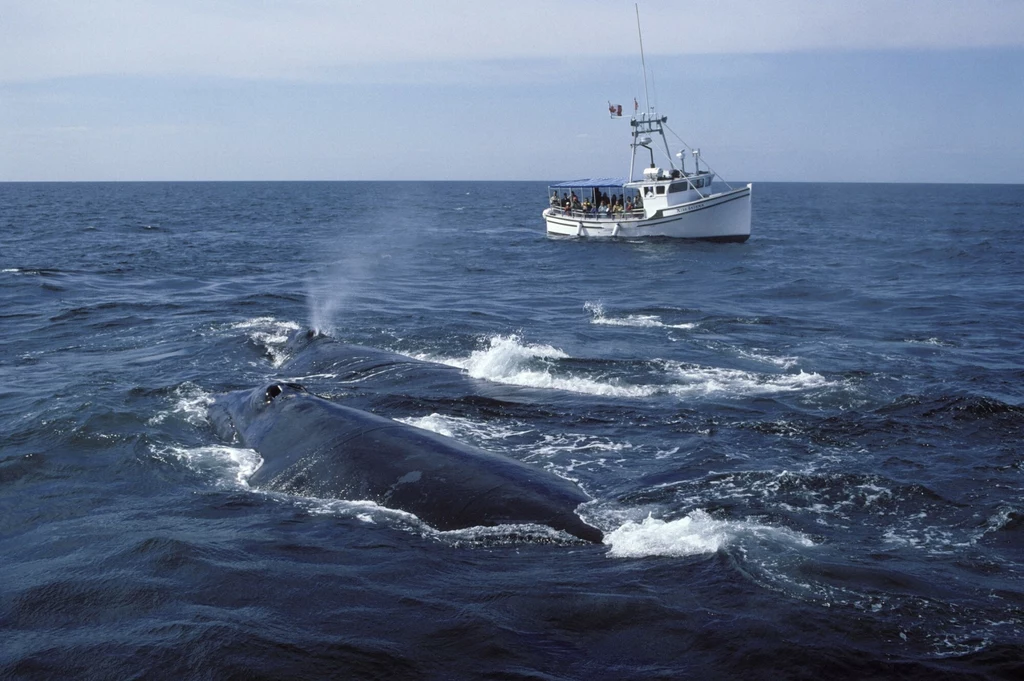 Wale biskajskie są wielorybami zagrożonymi wymarciem