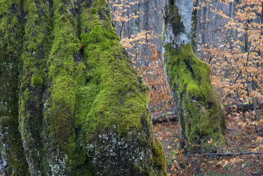 Stare drzewa w Puszczy Bukowej ocaleją