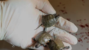 Młode żółwie błotne wyklute z jaj zniesionych przez uratowaną samicę