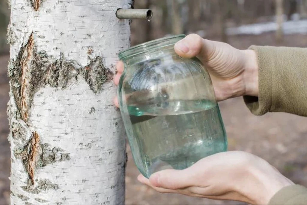 Soki z drzew są bardzo zdrowe. Spróbuj tego z brzozy lub klonu