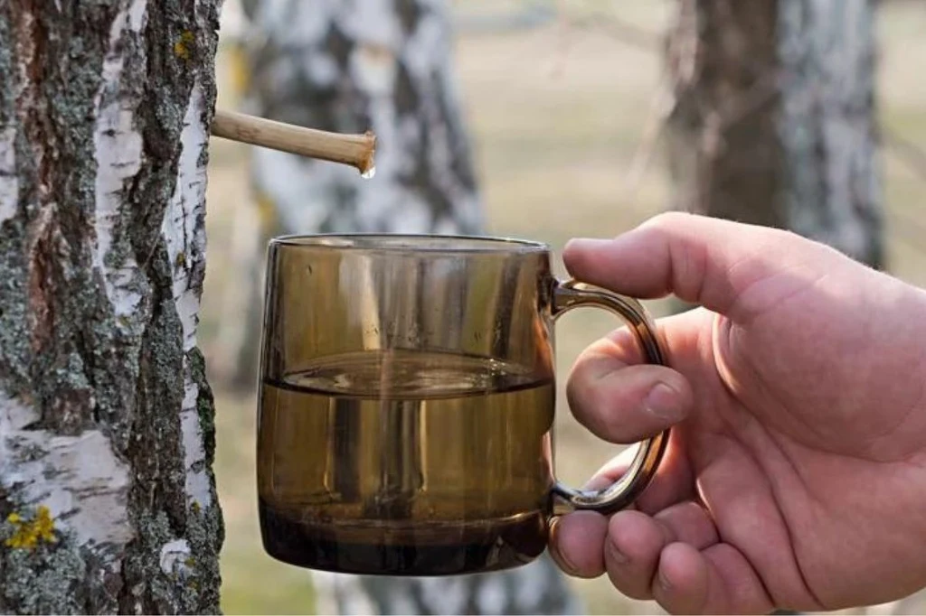 Sok z brzozy wzmacnia odporność i wspomaga organizm w walce z wirusami i bakteriami, a także organizm osłabiony przez antybiotykoterapię.
Sok z brzozy wzmacnia odporność i wspomaga organizm w walce z wirusami i bakteriami, a także organizm osłabiony przez antybiotykoterapię.