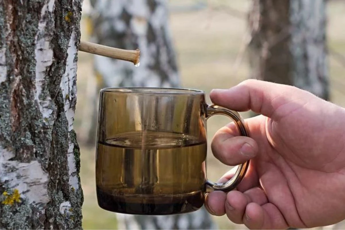 Sok z brzozy ma mnóstwo prozdrowotnych właściwości. Wzmocni odporność i wspomoże w walce z wirusami i bakteriami
