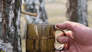 Sok z brzozy wzmacnia odporność i wspomaga organizm w walce z wirusami i bakteriami, a także organizm osłabiony przez antybiotykoterapię.

