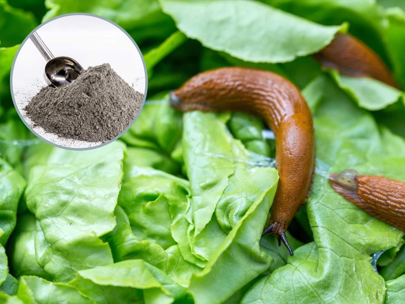 Jak zwalczać ślimaki w ogrodzie? Wystarczy zastosować jeden produkt. Jak zwalczać ślimaki w ogrodzie? Wystarczy zastosować jeden produkt.
