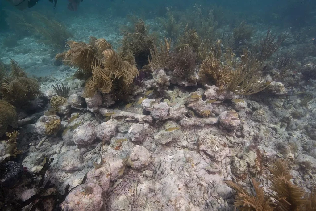 Kule armatnie na dnie morskim w pobliżu szczatków HMS Tyger