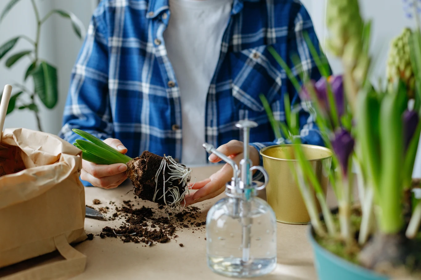 Jak zadbać o szybszy wzrost roślin cebulowych? Jak zadbać o szybszy wzrost roślin cebulowych?