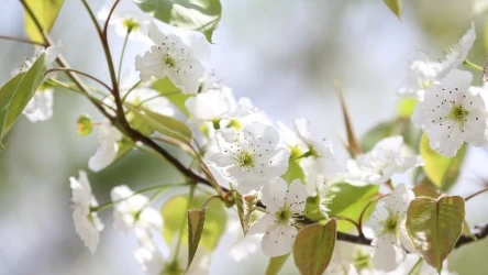 Wielkanoc 2024 roku może być cieplejsza niż zwykle - wynika z najnowszego modelu pogodowego. Jednocześnie jednak w tym czasie może padać dużo deszczu