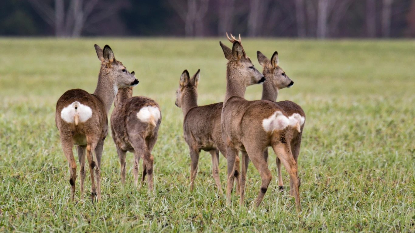 w świetle ugruntowanej wiedzy doświadczanie przez dziecko śmierci zwierzęcia i jej bezpośrednich skutków, niesie za sobą poważne konsekwencje dla jego psychiki