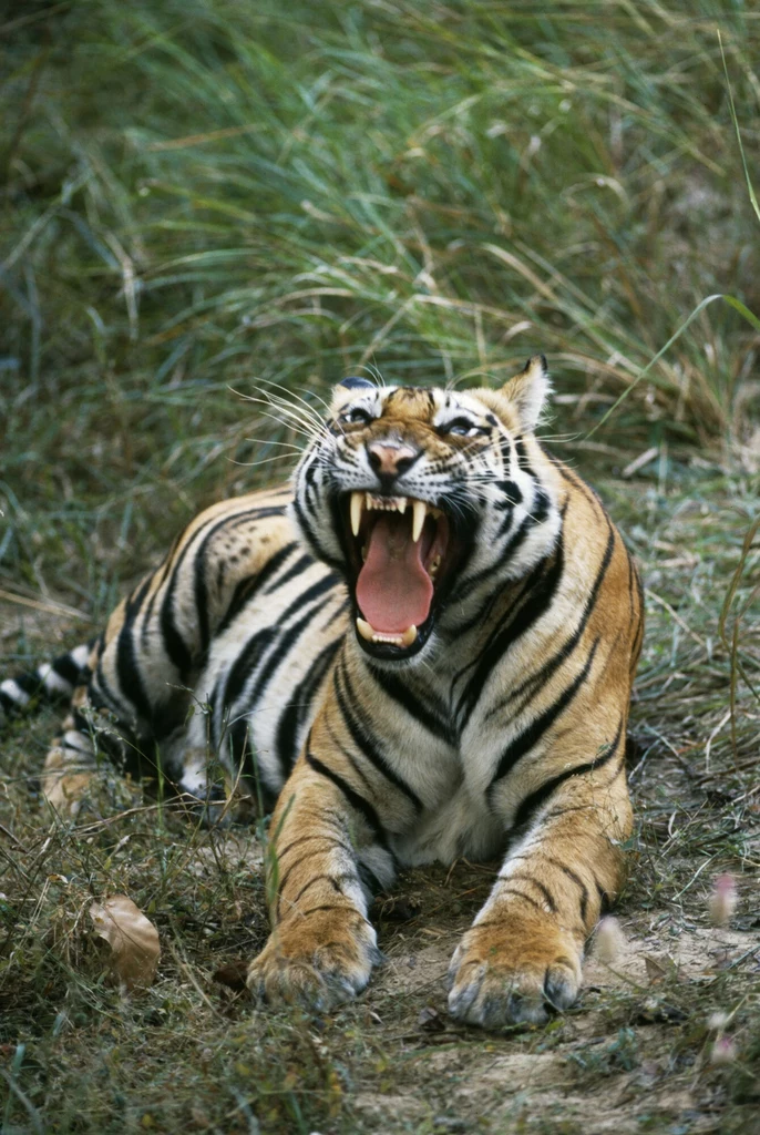 Tygrys bengalski to podgatunek tygrysa znany z Indii