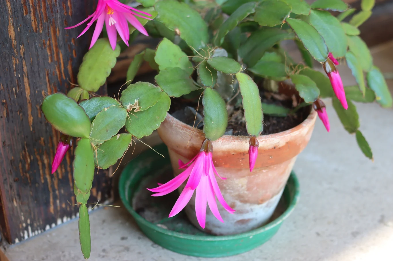 Właściwe stanowisko i okres odpoczynku są kluczowe dla obfitego kwitnienia kaktusa wielkanocnego. Właściwe stanowisko i okres odpoczynku są kluczowe dla obfitego kwitnienia kaktusa wielkanocnego.
