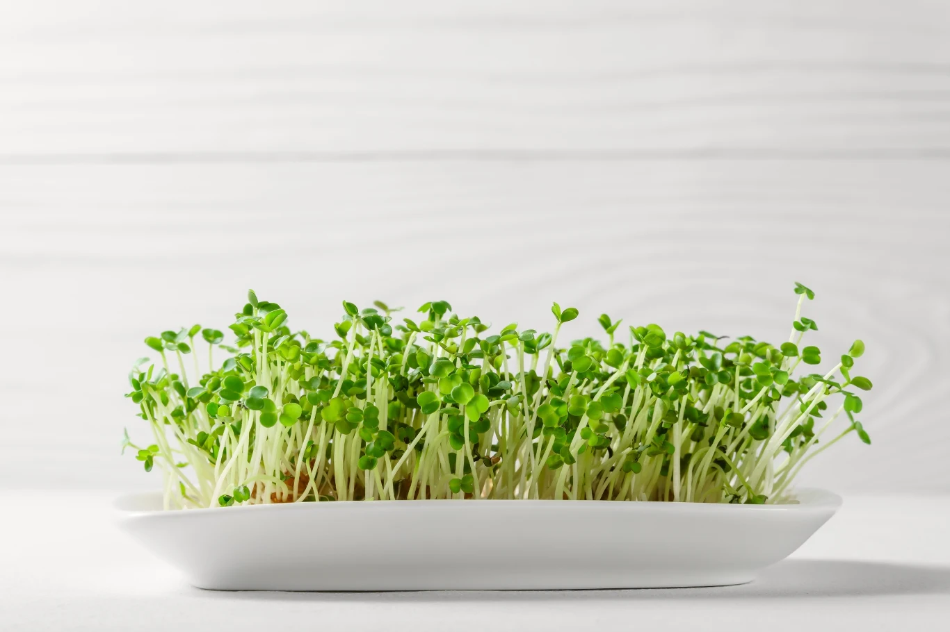 Rzeżucha rośnie od 7 do 14 dni w warunkach domowych. Rzeżucha rośnie od 7 do 14 dni w warunkach domowych.