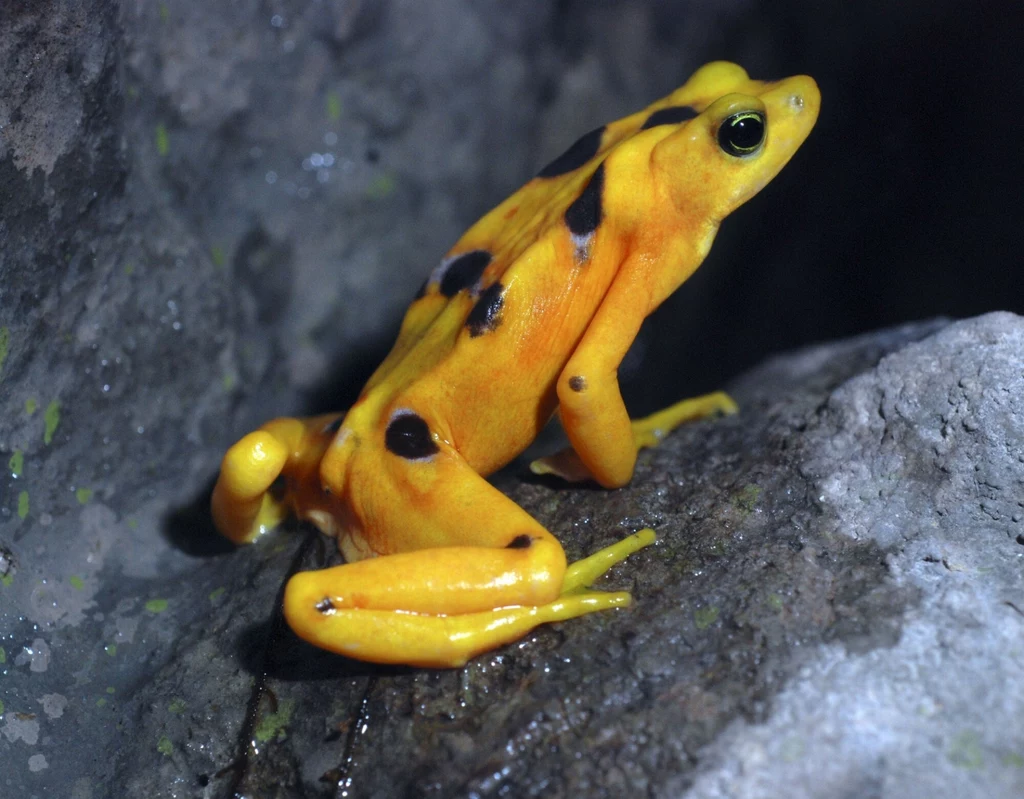 Panamska złota żaba była żółta i trująca