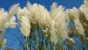 Te trawy są lepsze niż tuje. Pięknie wyglądają, a sąsiad nie zajrzy za płot