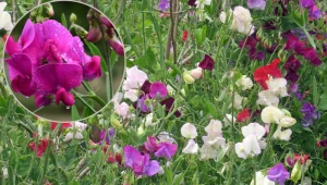 Balkon utonie w kolorowych kwiatach. Wysiej tę babciną roślinę już teraz