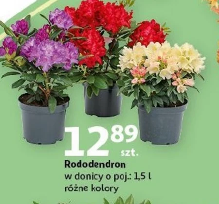 Rododendron