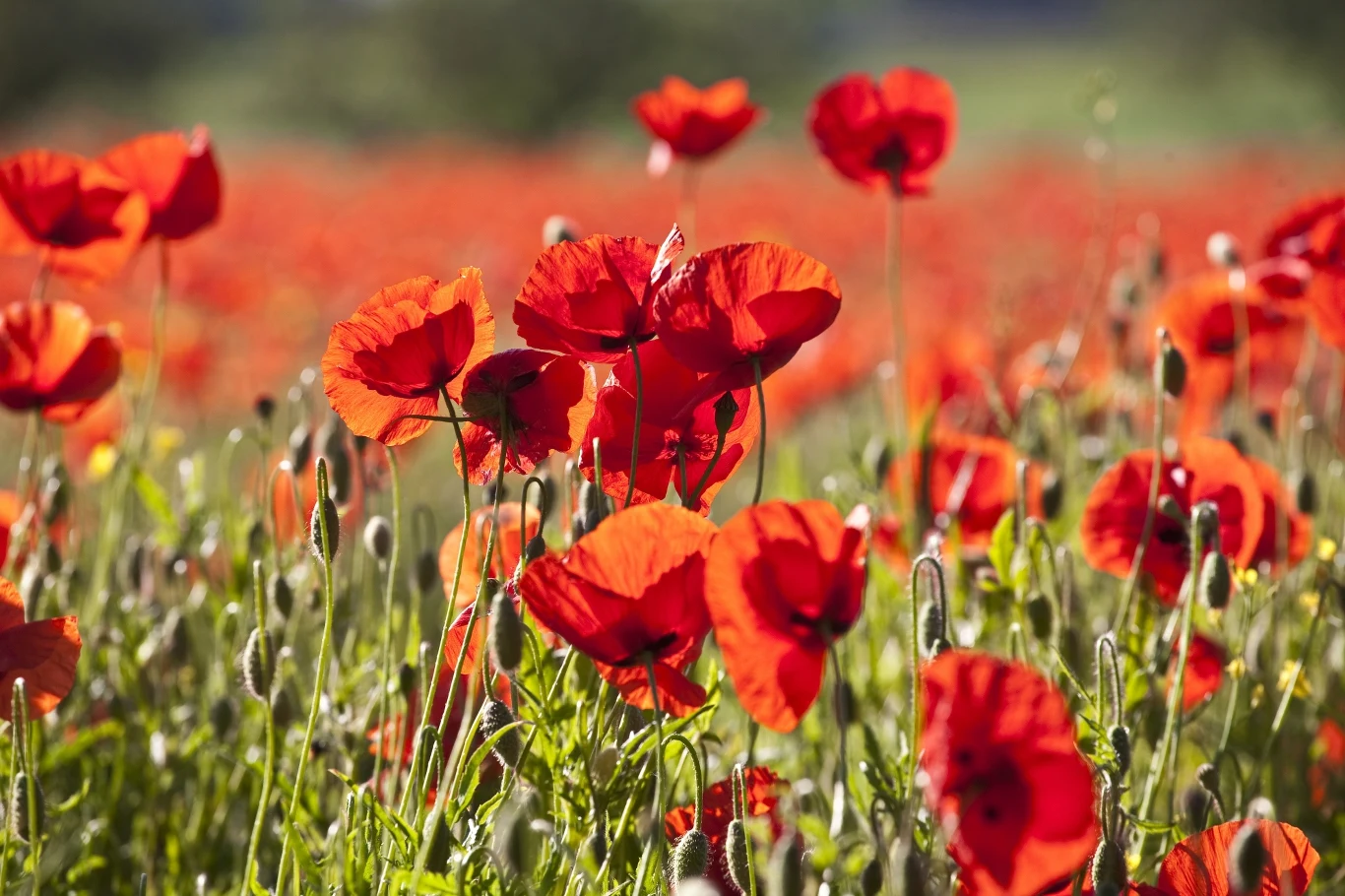 Wśród roślin, których nie powinniśmy uprawiać w ogrodzie, jest również mak. Wśród roślin, których nie powinniśmy uprawiać w ogrodzie, jest również mak.