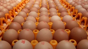 Prawie ⅓ jaj pakowanych w Polsce nie pochodzi od kur w klatkach