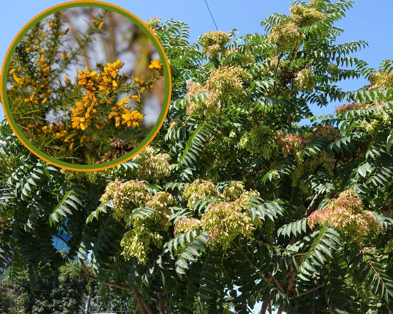 Uprawa niektórych roślin jest w Polsce zakazana. Nie powinniśmy sadzić na działce między innymi bożodrzewu gruczołowatego i kolcolistu zachodniego. Uprawa niektórych roślin jest w Polsce zakazana. Nie powinniśmy sadzić na działce między innymi bożodrzewu gruczołowatego i kolcolistu zachodniego.