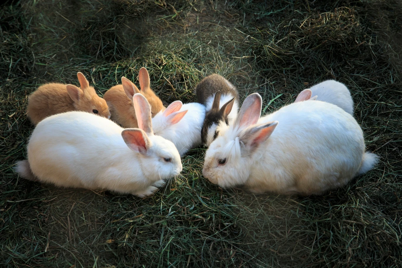 W samej Polsce w klatkach przebywa ponad 42 mln zwierząt hodowlanych 