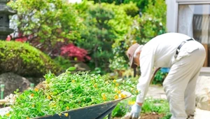 Maj jest odpowiednim miesiącem na wsadzanie warzyw do gruntu.
