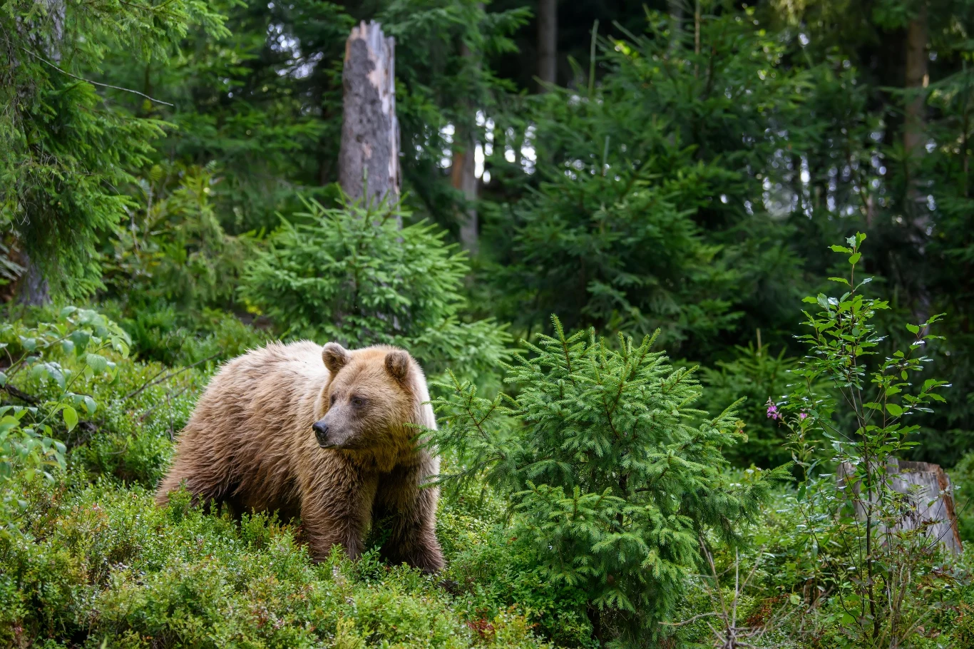 Niedźwiedzie budzą się ze snu zimowego wiosną. Niedźwiedzie budzą się ze snu zimowego wiosną.