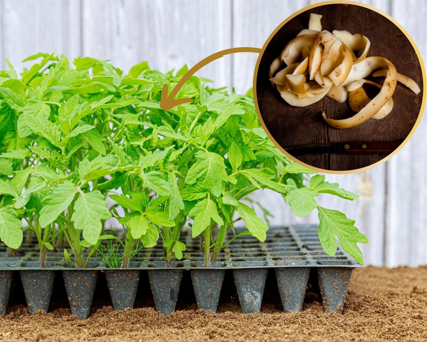 Obierki z ziemniaków pełne są witamin i minerałów. Warto je wykorzystać do nawożenia sadzonek pomidorów. Obierki z ziemniaków pełne są witamin i minerałów. Warto je wykorzystać do nawożenia sadzonek pomidorów.