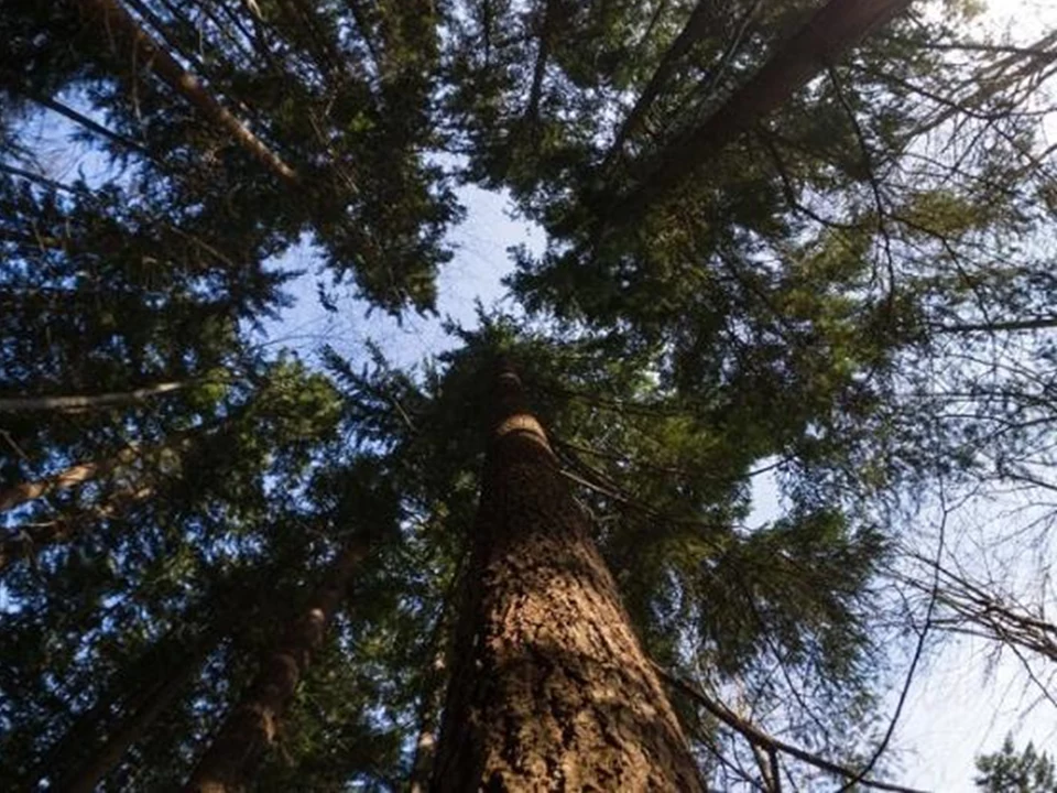 Daglezja zielona, najwyższe drzewo w Polsce w 2018 roku rosnące na terenie Nadleśnictwa Bielsko