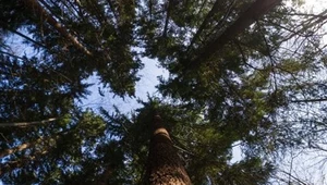 Ma 120 lat i 59 metrów wysokości. To najwyższe drzewo w Polsce