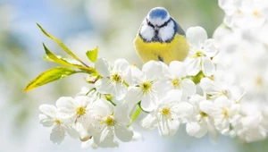 Oznaki wiosny. Po czym poznać, że przyroda budzi się do życia?