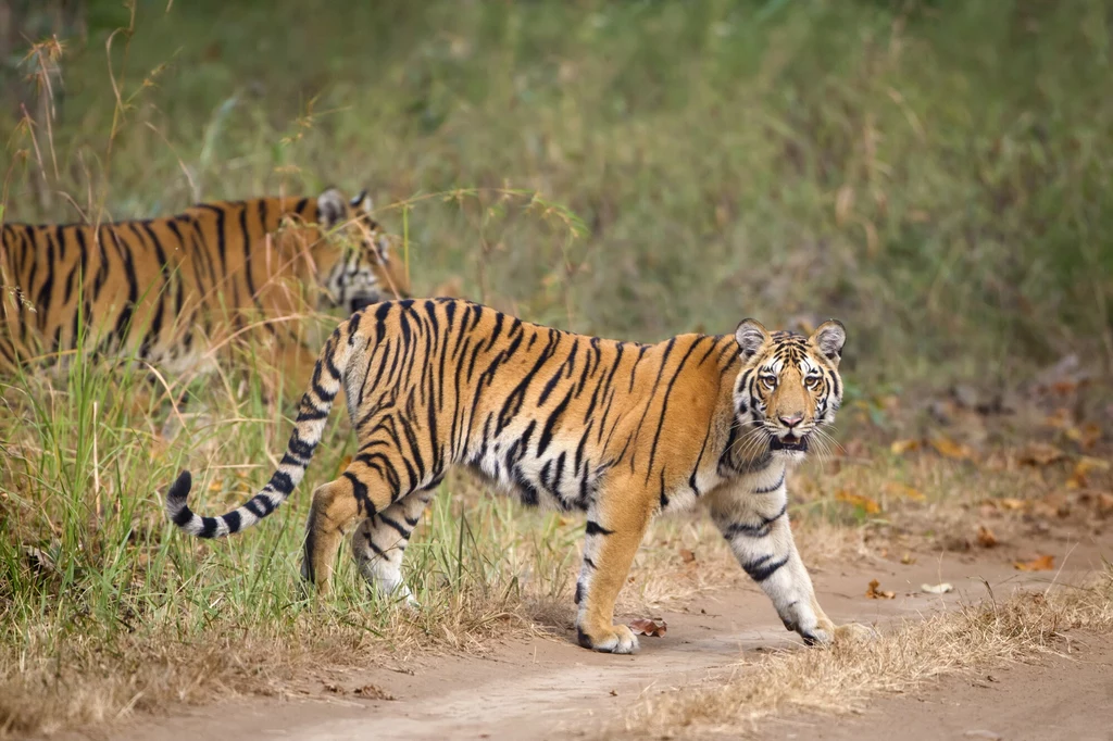 Dwa tygrysy bengalskie w parku narodowym Pench w indyjskim stanie Madhya Pradesh