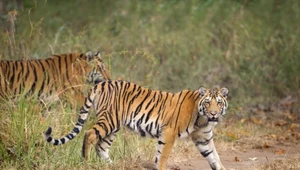 Na ratunek dzikim kotom. NASA pomoże śledzić tygrysy przez satelitę