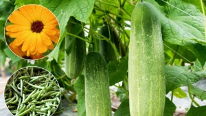 Wysiej te rośliny obok ogórków. Plony ledwo zmieszczą się w koszyku