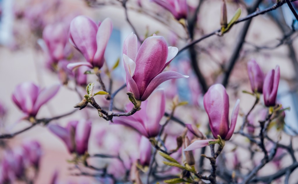 Najlepszy czas na przycinanie magnolii to maj.